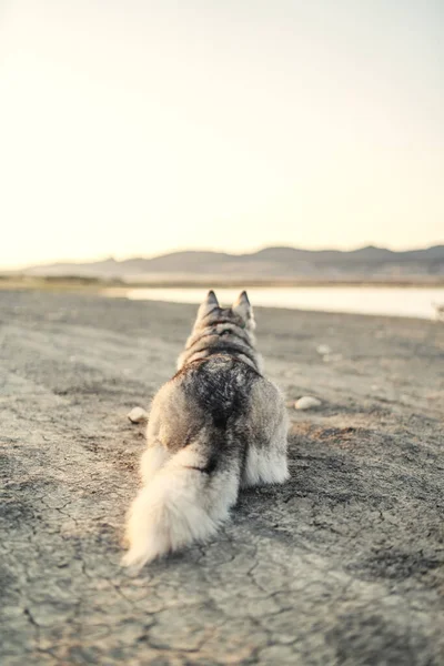 Husky Staat Het Punt Toe Slaan Woestijn Zonsondergang — Stockfoto