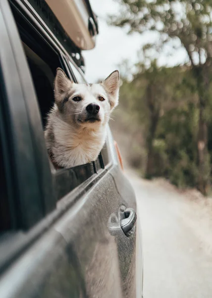 Cane Felice Con Testa Fuori Dal Finestrino Dell Auto — Foto Stock