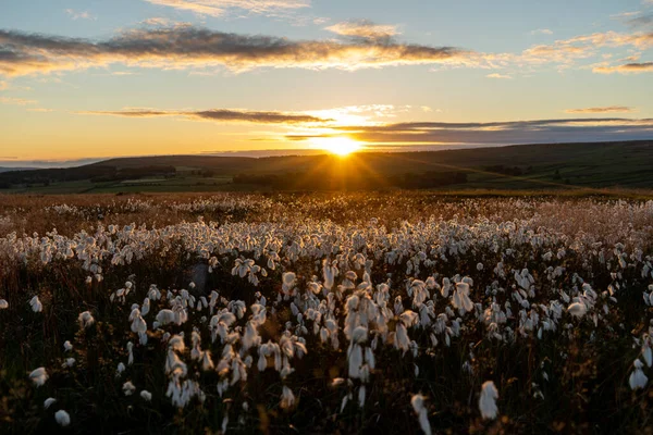 Bavlněná Tráva Naplněná Zapadajícím Sluncem Blatech Yorkshire Velká Británie — Stock fotografie