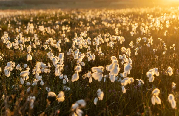 英国约克郡的荒原上洒满了落日的棉草 — 图库照片