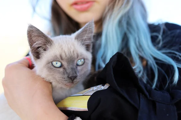 Chat Gris Bleu Dans Les Bras Une Adolescente — Photo