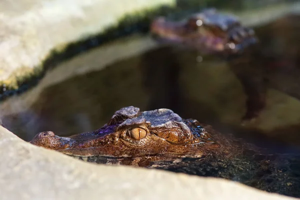 Crocodilo Nadou Para Fora Olha Para Câmera — Fotografia de Stock