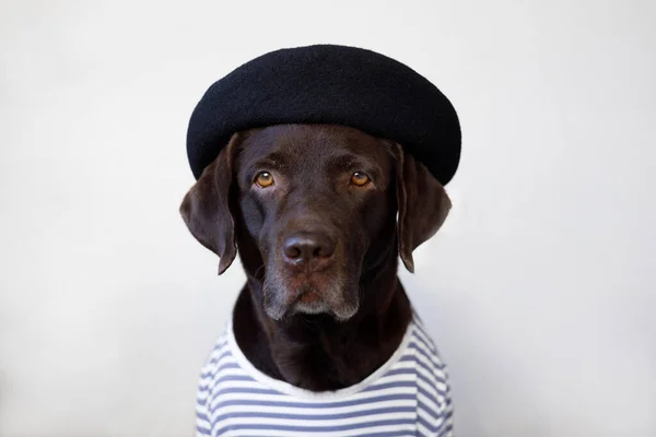 Großaufnahme Von Labrador Baskenmütze Und Gestreiftem Shirt — Stockfoto