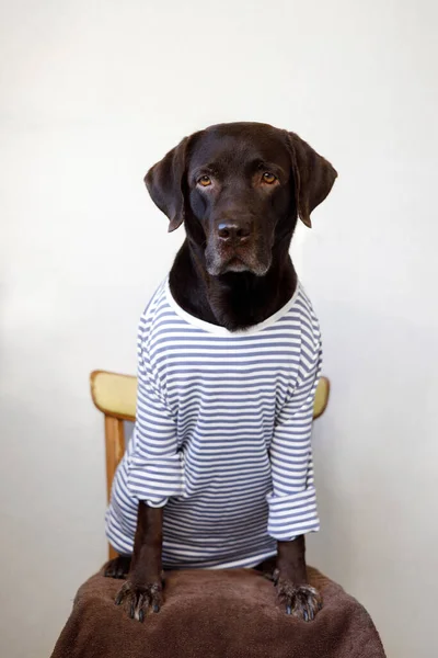 Labrador Marrom Senta Uma Cadeira Uma Camiseta — Fotografia de Stock