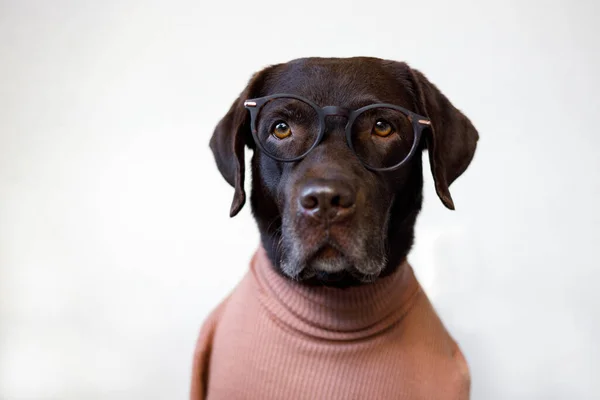 Close Cão Com Óculos Uma Camisola — Fotografia de Stock