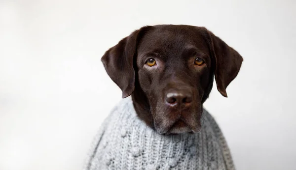 Cachorro Velho Com Uma Camisola Olha Para Câmera — Fotografia de Stock