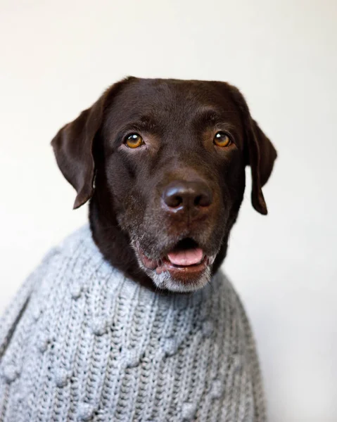 Retriever Met Open Mond Een Grijze Trui — Stockfoto