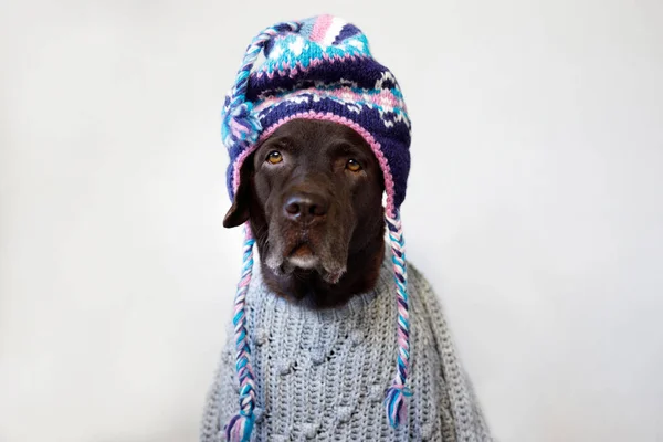 身着毛衣头戴民族服装的拉布拉多猎犬 — 图库照片