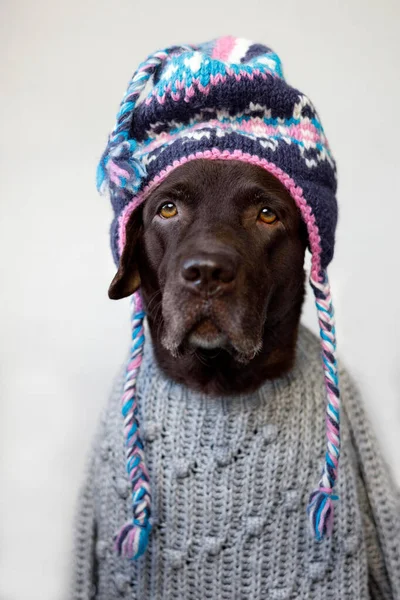 Dog Labrador Retriever Met Een Sweater Etnische Hoed Hoofdschot — Stockfoto