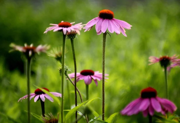 Floral Colorido Jardín Escena — Foto de Stock