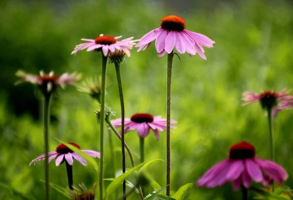 Floreale Colorato Giardino Scena — Foto Stock