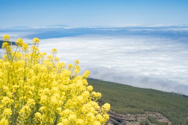Sarı bitkilerle dolu bulutlar denizinin güzel manzarası 