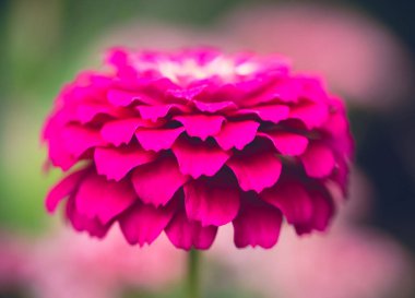 Bahçede açan parlak pembe zinnia çiçeğine yakın..