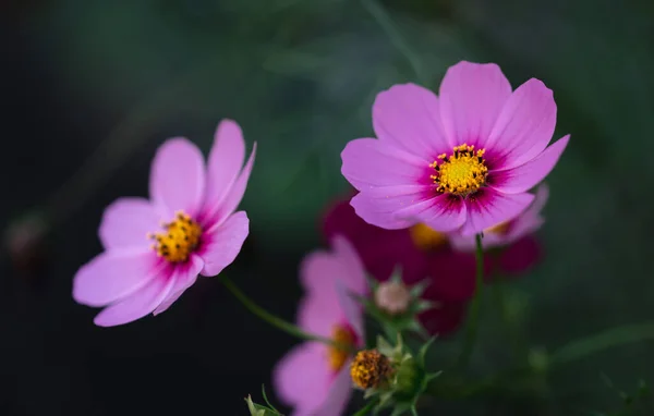 Крупним Планом Красиві Рожеві Квіти Космосу Квітучі Саду — стокове фото