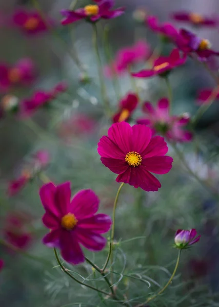 Nahaufnahme Von Schönen Rosa Kosmos Blumen Die Einem Garten Blühen — Stockfoto