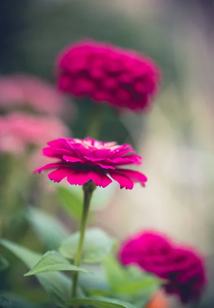 Крупним Планом Яскраво Рожева Квітка Цинії Цвіте Саду — стокове фото