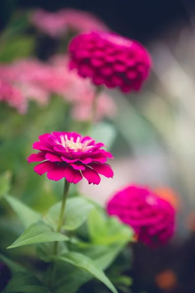 Крупним Планом Яскраво Рожеві Квіти Цинії Цвітуть Саду — стокове фото