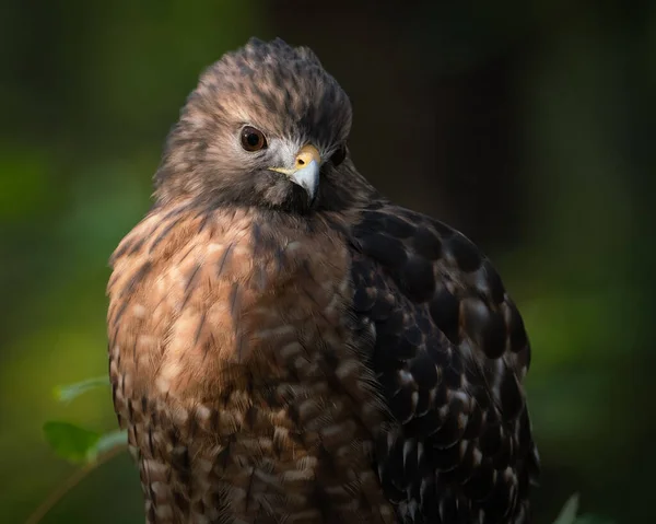 Red Shouldered Hawk Beautiful Light — Stock Photo, Image