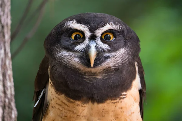 Gözlüklü Bir Baykuş Portresi — Stok fotoğraf