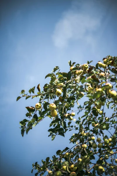 Apple Tree Washington State — Stock Photo, Image