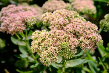 Pembe Sedum çiçeklerini seçici bir odak ile kapat.