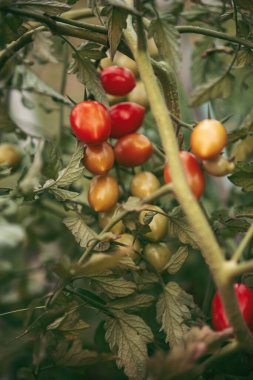 Sebze Bahçesi domates