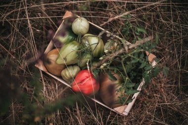 Sebze bahçesinde domates hasadı.