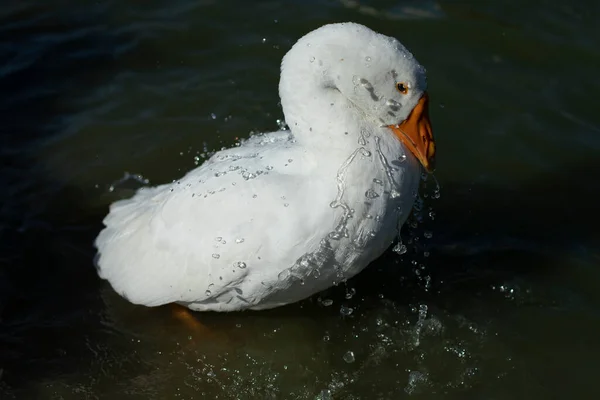 Gänsewaschbar Wasser Fließt Aus Der Gans Wasservogel — Stockfoto