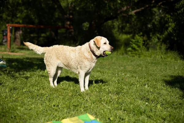 Hond Met Witte Jas Labrador Bij Picknick Huisdier Zomer Het — Stockfoto