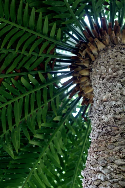 Abstraktní Tropická Palmová Scéna — Stock fotografie