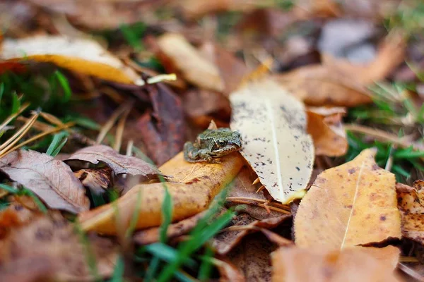 Frosch Sitzt Fallendem Laub — Stockfoto