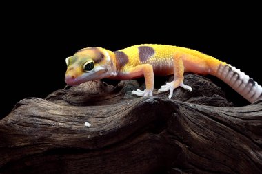 Bir leopar kertenkelesinin yakın plan fotoğrafı