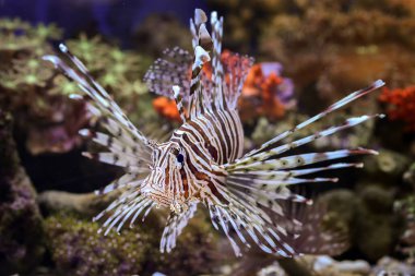 Büyük yüzgeçli aslan balığı.