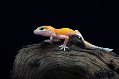 Bir leopar kertenkelesinin yakın plan fotoğrafı