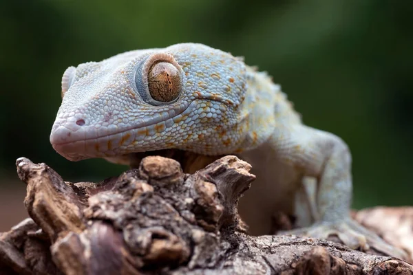 Tokay Gecko Gekko Gecko 사진을 클로즈업 — 스톡 사진