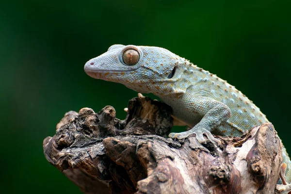 Foto Cerca Del Tokay Gecko Gekko Gecko — Foto de Stock