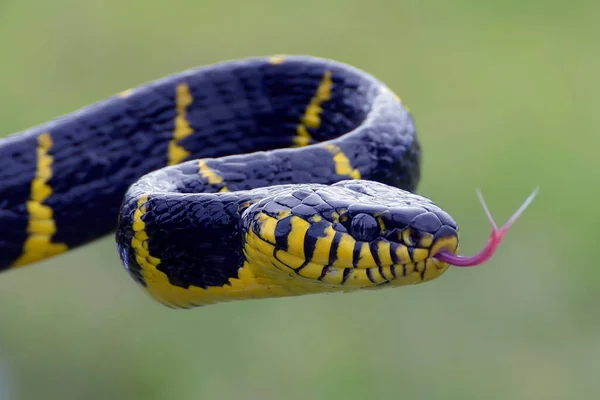 Cobra Gato Asas Douradas Tentando Atacar — Fotografia de Stock