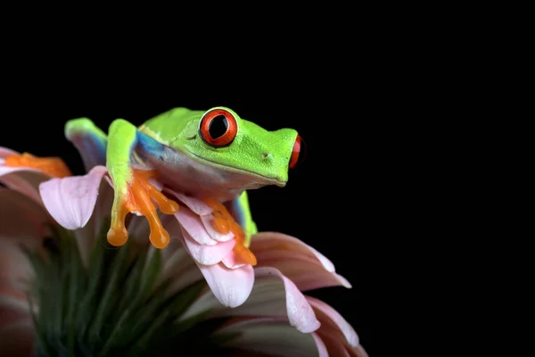 花に赤い目の木のカエル — ストック写真