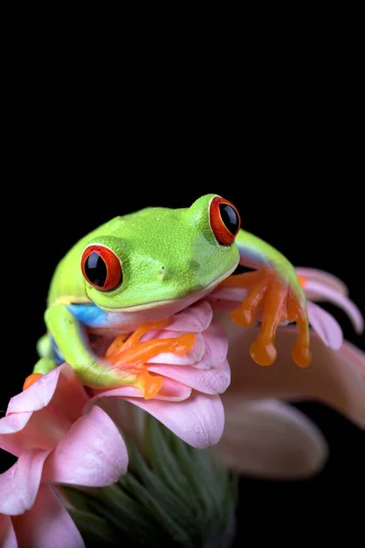红眼树蛙在花朵上 — 图库照片