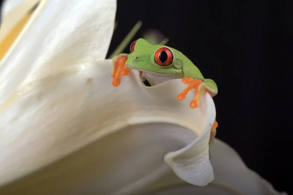 개구리 — 스톡 사진