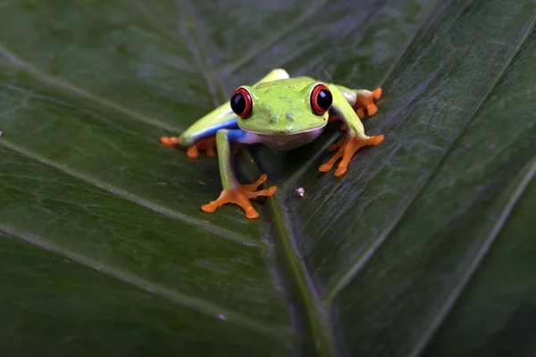 Roodoogboomkikker Een Blad — Stockfoto