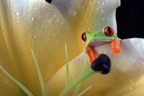 Grenouille Aux Yeux Rouges Sur Une Fleur — Photo