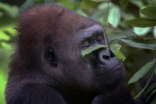 Alacsony Hátú Gorilla Erdőben — Stock Fotó