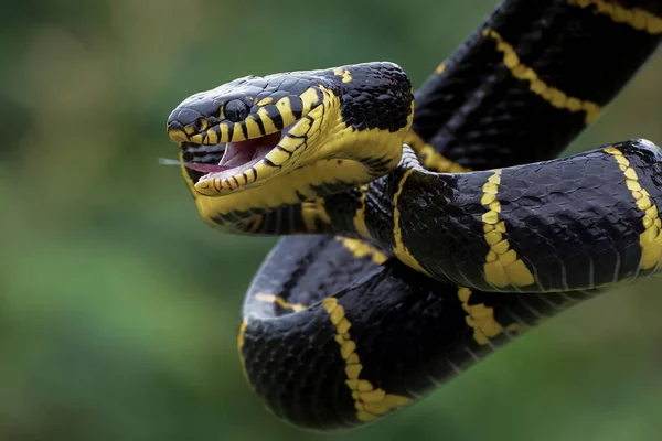 攻撃しようとする金環の猫のヘビ — ストック写真
