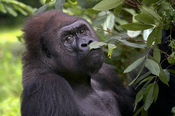 Gorilla Silverback Pianura Nella Foresta — Foto Stock