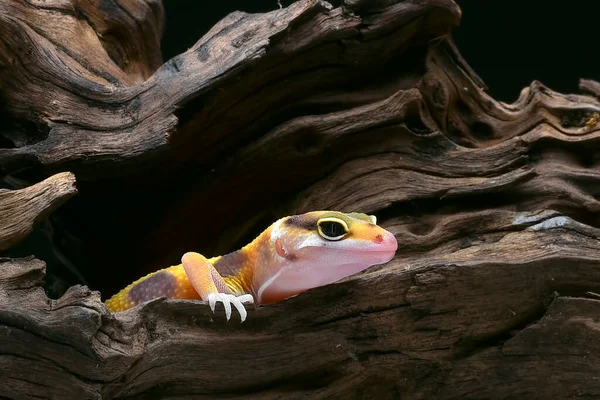 Foto Close Leopardo Gecko — Fotografia de Stock
