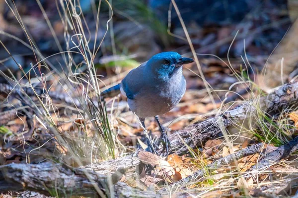 Ein Graubrust Eichelhäher Genießt Die Aussicht Auf Die Natur Park — Stockfoto