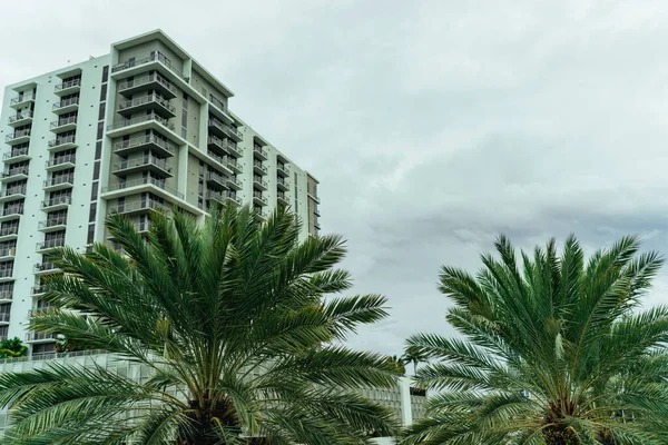 Palme Nel Centro Della Città Miami — Foto Stock