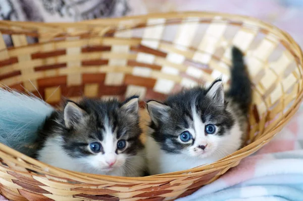 Kittens Met Korte Pootjes Zitten Een Rieten Mandje — Stockfoto