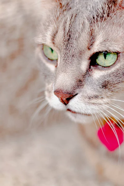 Grey Tabby Green Eyes — Stock Photo, Image